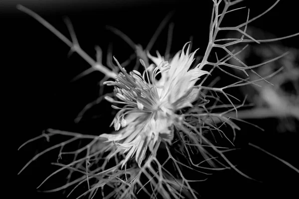 Macro Extérieure Monochrome Une Fleur Amour Dans Brouillard Floraison Unique — Photo