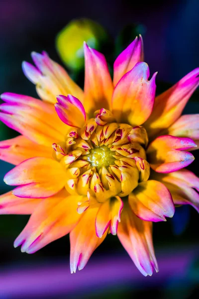 Schöne Kunst Stillleben Florale Makroblume Porträt Einer Bunten Einzigen Isoliert — Stockfoto