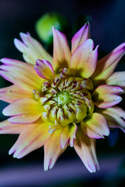 Surreale Fantasie Blumenporträt Florale Kunst Stillleben Bunte Helle Einzelne Isolierte — Stockfoto