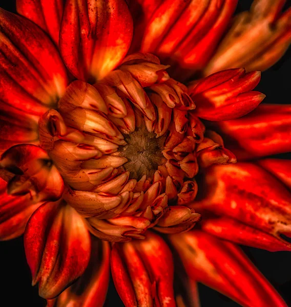 Surreale Kunst Stillleben Blumen Blume Makro Porträt Einer Feurigen Roten — Stockfoto