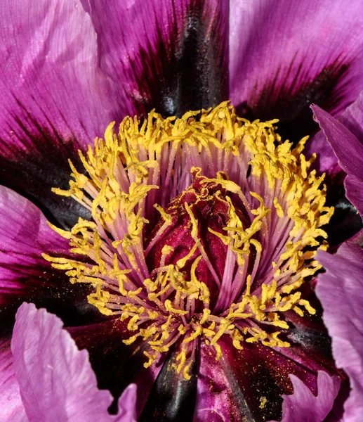 Floral Χρώμα Λουλούδι Μακροεντολή Του Ένα Εσωτερικό Ενός Ενιαίου Απομονωμένο — Φωτογραφία Αρχείου