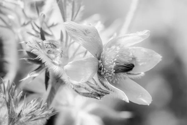 Alta Chiave Pasque Fiore — Foto Stock