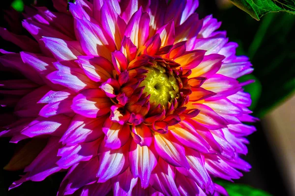 Bellas Artes Floral Vibrante Color Macro Flor Retrato Solo Aislado — Foto de Stock