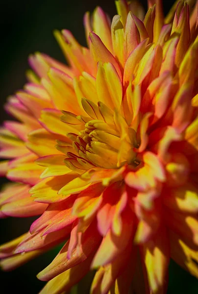 Fine art still life macro portrait of a single isolated yellow orange red dahlia blossom on black background with detailed texture