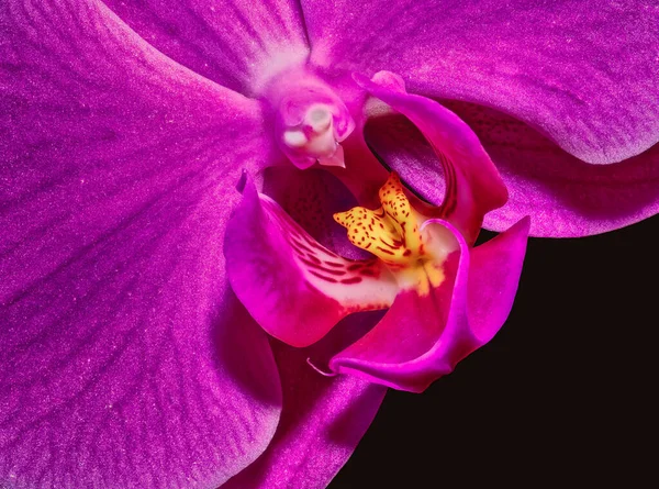 Fine Art Stillleben Blumenfarbe Makroblume Porträt Einer Isolierten Einzigen Rosa — Stockfoto