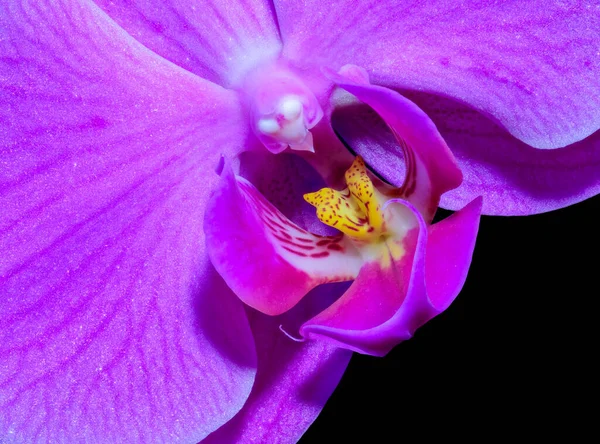 Fine Art Stillleben Blumenfarbe Makroblume Porträt Einer Isolierten Einzigen Dunkelviolett — Stockfoto