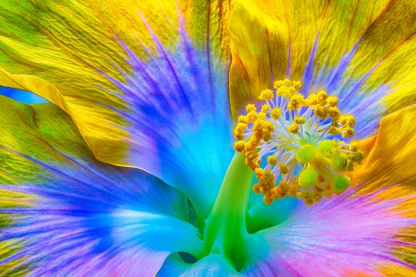 Πολύχρωμο Πρόστιμο Τέχνη Νεκρή Φύση Καλλιτεχνική Floral Μακροεντολή Πορτρέτο Ενός — Φωτογραφία Αρχείου