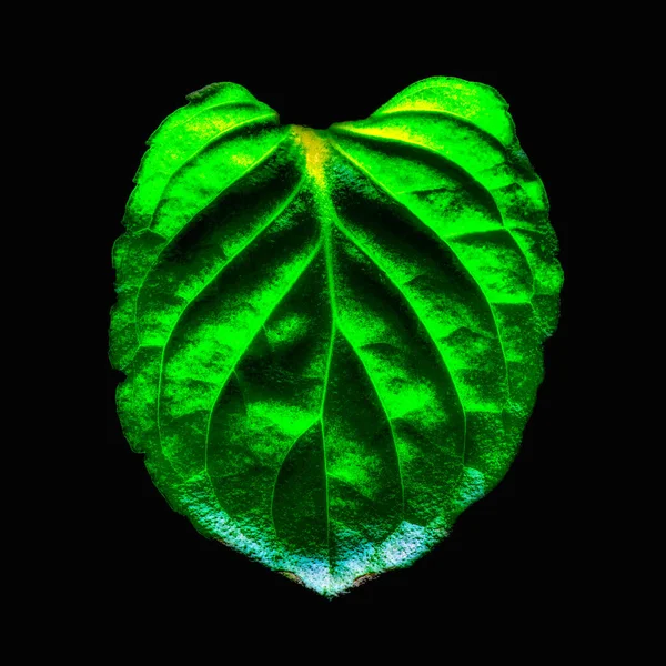 천연색 잎사귀 그림에 나타나 하나의 빛나는 란타나 베르베나과 — 스톡 사진