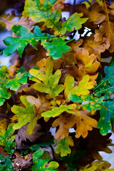 Herbst Buntes Laub Bild Der Herbst Eiche Blätter Mit Gelben — Stockfoto