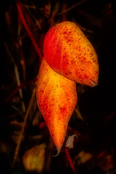 Výtvarné Podzimní Venkovní Barva Surrealistické Listoví Makro Portrét Dvojice Podzimních — Stock fotografie