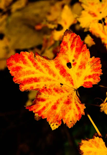 Fine Art Außenfarbe Makro Laub Porträt Eines Einzelnen Herbstlichen Roten — Stockfoto