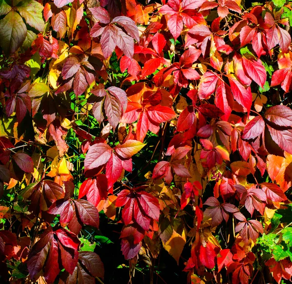 Buntes Laub Außenbild Der Herbstblätter Rot Gelb Violett Grün Und — Stockfoto