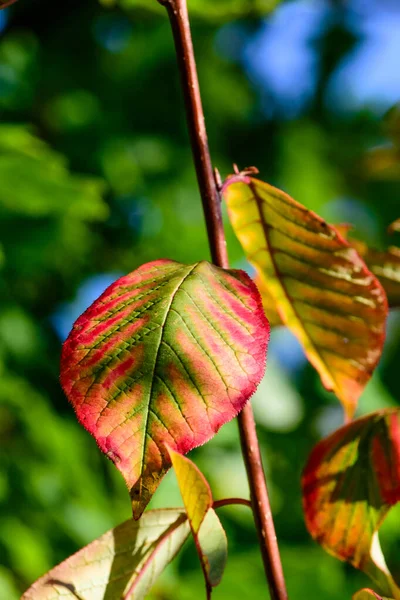 Farbe Natur Freien Herbst Laub Nahaufnahme Bild Von Herbstlichen Grünen — Stockfoto