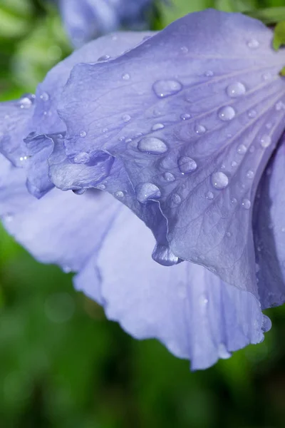 Наружный Натуральный Цветочный Цвет Закрыть Изображение Одного Изолированного Светло Голубого — стоковое фото