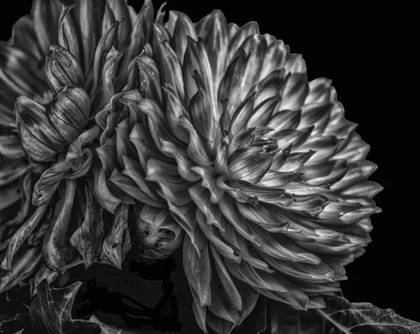 Monochromes Makro Porträt Einer Einzelnen Blühenden Dahlienblüte Mit Detaillierter Textur — Stockfoto