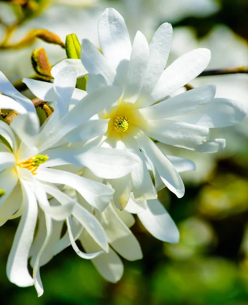 Floral fine art outdoor macro portrait of a white yellow green flowering magnolia blossom,bright sunshine,joy,happy,spring,awakening nature,young,youth,sunny,optimistic