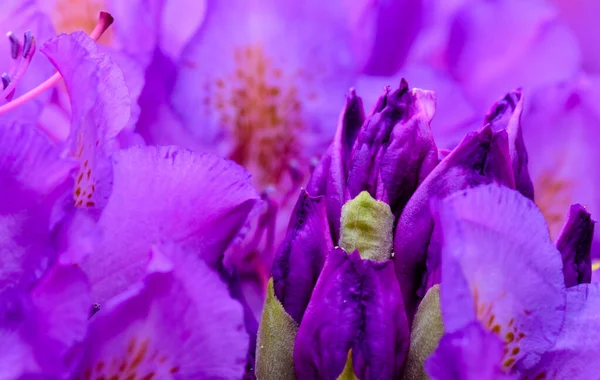 Magnolia Bud Beyaz Çiçekler Güneşli Bir Günde Mavi Gökyüzüyle — Stok fotoğraf