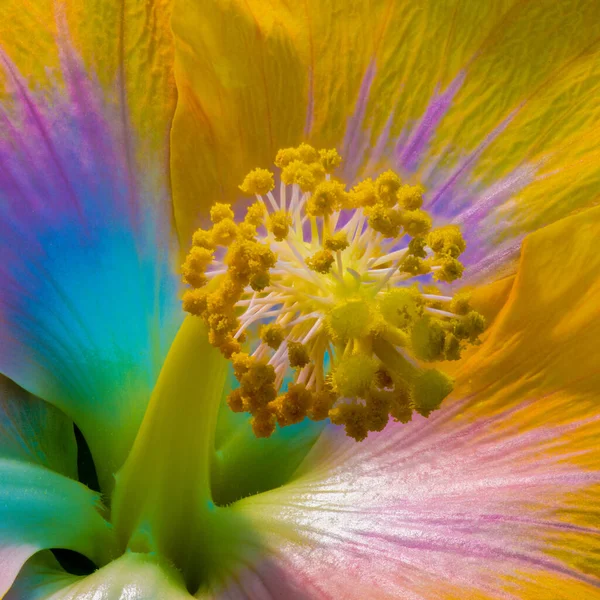 Floral Χρώμα Macro Λουλούδι Πορτρέτο Του Ένα Pistil Ενός Ενιαίου — Φωτογραφία Αρχείου