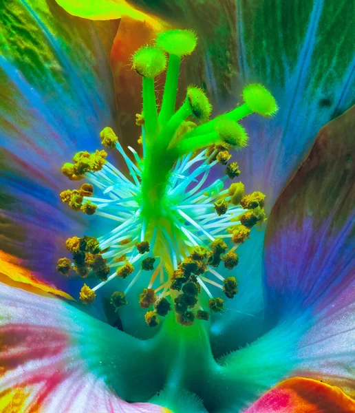 Floral Fine Art Macro Portrait Inner Neon Intense Pop Art — Stock Photo, Image