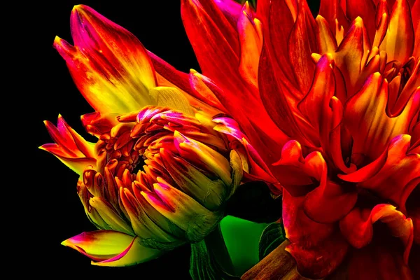 Intense colored detailed floral macro portrait of a single isolated single vivid young flowering dahlia blossom in yellow and red on black background,surreal still life floral fantasy in pop art style