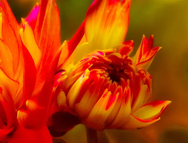 Fine Art Blumen Lebendige Feurige Farbe Freien Makroblume Porträt Einer — Stockfoto