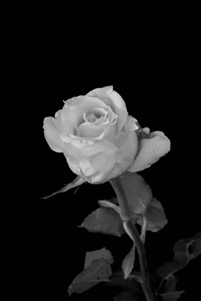 Fleur Rose Blanche Macro Monochrome Fond Noir Couleur Fine Art — Photo