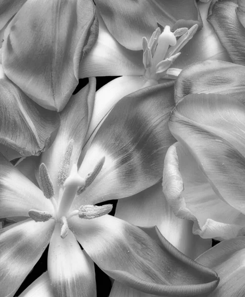 Gerçeküstü Parlak Gümüş Renkli Tek Renkli Lale Yapraklardan Çiçeklerden Oluşan — Stok fotoğraf