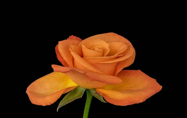 Pojedynczy Odizolowany Pomarańczowy Żółty Kwiat Róży Zieloną Łodygą Liśćmi Sztuka — Zdjęcie stockowe