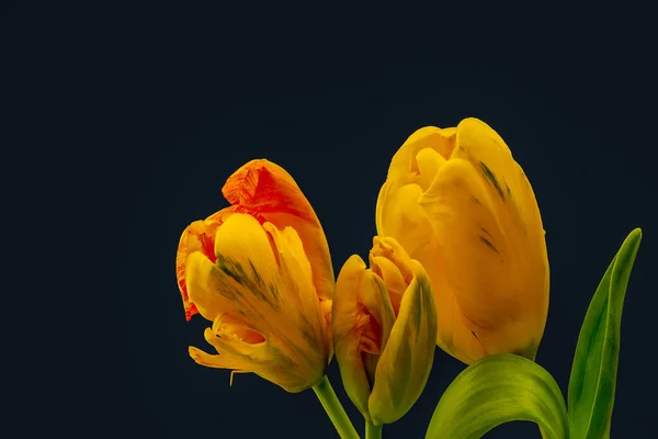 Vibrant bouquet of three parrot tulips, fine art still life of a isolated blooms,detailed texture,black background