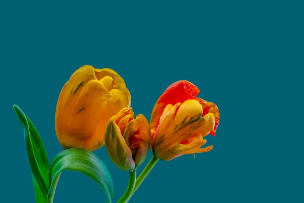 3本のチューリップの鮮やかな花束 孤立した花の美しい芸術静物画 詳細なテクスチャ ガソリンブルーの背景 — ストック写真