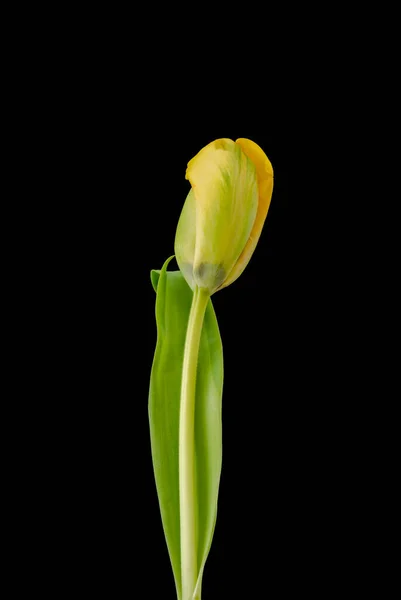 Sárga Zöld Papagáj Tulipán Színes Makró Fekete Háttér Képzőművészet Csendélet — Stock Fotó