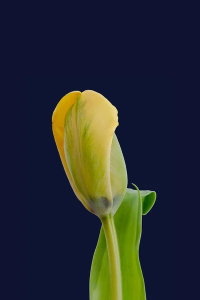 Gele Groene Papegaai Tulp Kleurrijke Macro Blauwe Achtergrond Beeldende Kunst — Stockfoto