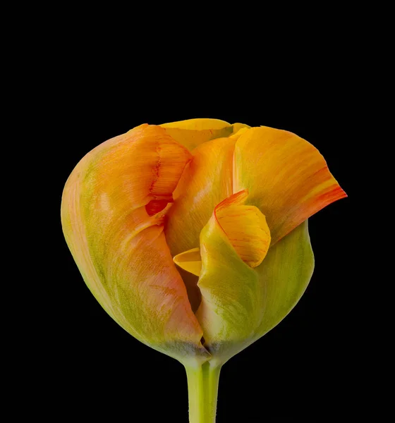 Shaped Rainbow Color Parrot Tulip Surrealistic Fantasy Macro Black Background — Stock Photo, Image