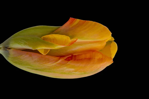 鹦鹉郁金香超现实的幻想五彩斑斓的宏观 黑色背景 美术静物画风格 — 图库照片