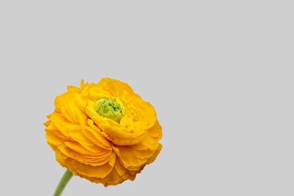 Яркий Желтый Цветок Лютик Изобразительное Искусство Натюрморт Одинокий Цветок Детальная — стоковое фото