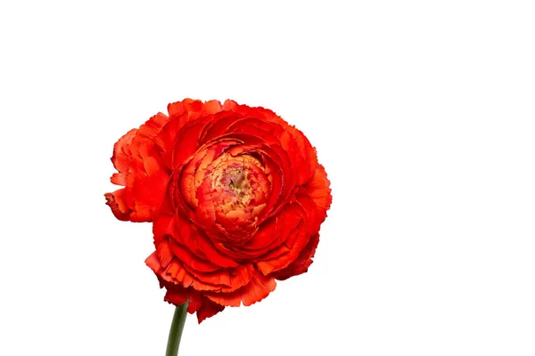 Röd Smörblomma Fin Konst Stilleben Enda Isolerad Blomma Med Stam — Stockfoto