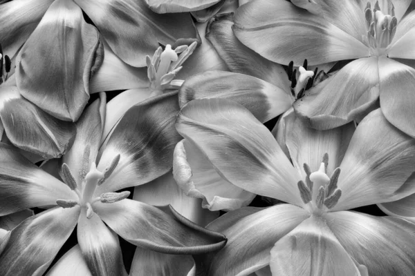 Gerçeküstü Parlak Gümüş Renkli Tek Renkli Lale Yapraklardan Çiçeklerden Oluşan — Stok fotoğraf