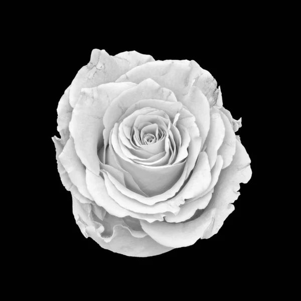 Monochrome White Rose Blossom Macro Black Background Fine Art Still — Stock Photo, Image