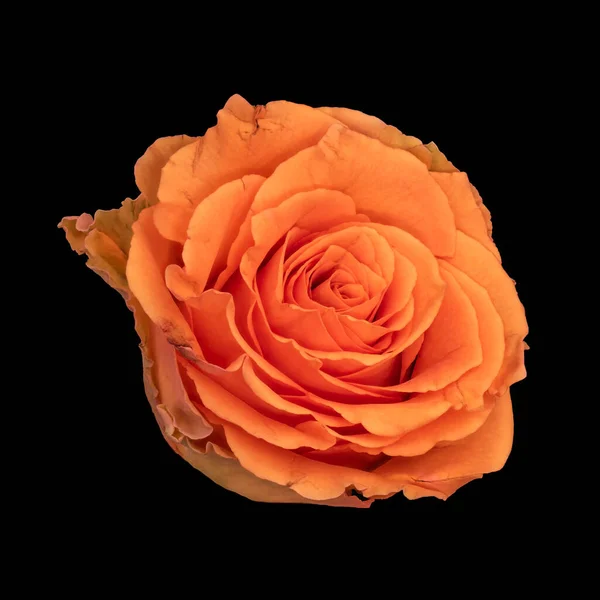 Osamocené Oranžové Růže Květy Černém Pozadí Výtvarné Umění Zátiší Vinobraní — Stock fotografie