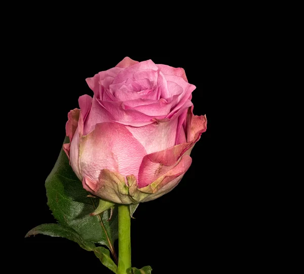 Pojedynczy Odizolowany Różowy Biały Róż Liśćmi Czarnym Tle Fine Art — Zdjęcie stockowe