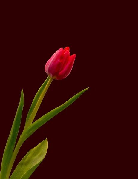 Tek Bir Yalıtılmış Kırmızı Lale Çiçeği Güzel Sanatlar Bordeaux Kırmızı — Stok fotoğraf