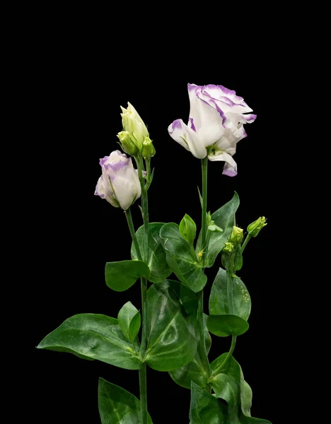 Violett Weiß Auffällige Prärie Enzian Bouquet Makro Kunst Stillleben Von — Stockfoto