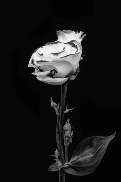 Monocromático Lisianthus Branco Flor Par Macro Arte Fina Vintage Ainda — Fotografia de Stock