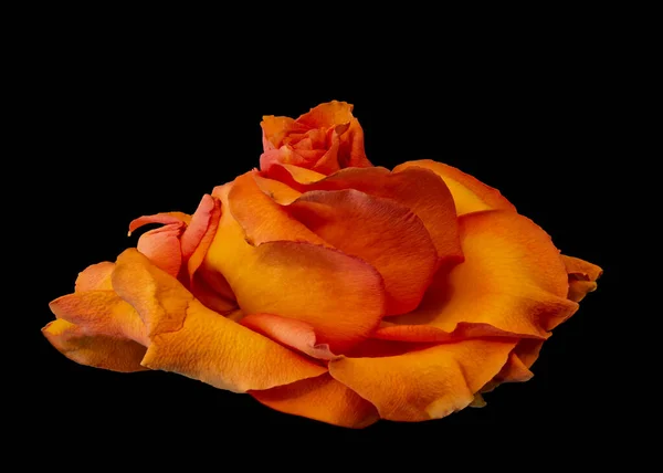 Oranžová Žlutá Růže Květ Vintage Malba Styl Makro Barva Výtvarného — Stock fotografie