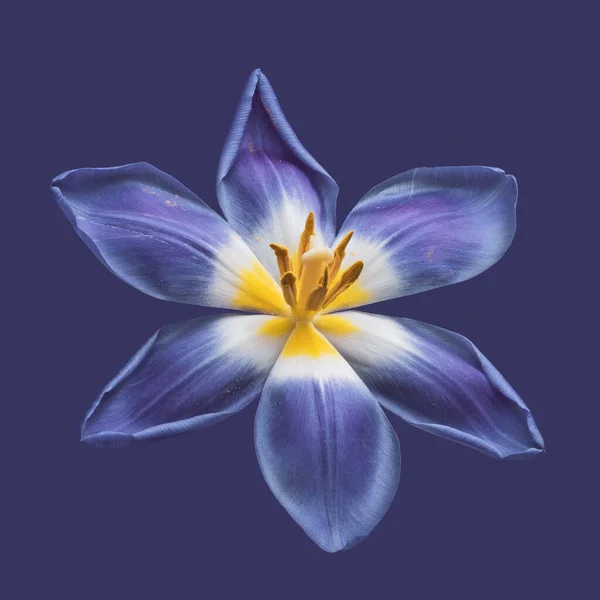 Albastru Alb Galben Top Vedere Lalele Floare Macro Albastru Violet — Fotografie, imagine de stoc