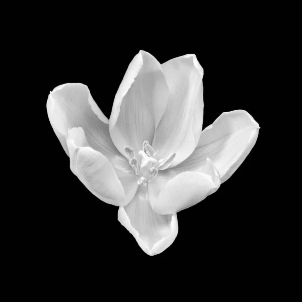 Monochrome White Wide Open Glossy Tulip Blossom Macro Black Background — Stock Photo, Image