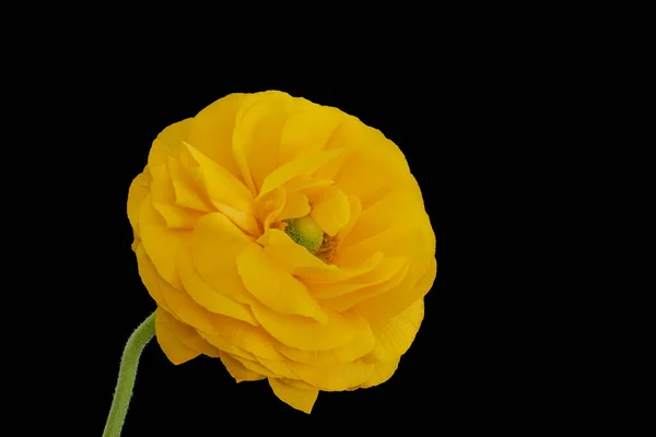 Vibrant Yellow Buttercup Blossom Fine Art Still Life Single Isolated — Stock Photo, Image