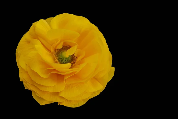 Flor Vibrante Del Buttercup Amarillo Bodegón Del Arte Fino Una — Foto de Stock