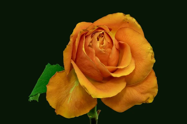 Vintage Pomarańczowy Żółty Wieku Kwiat Róży Łodyga Ciemnozielone Tło Kolor — Zdjęcie stockowe
