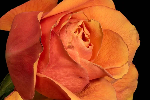 Wieku Pomarańczowy Kwiat Róży Serce Kolor Grzywny Sztuka Martwa Natura — Zdjęcie stockowe